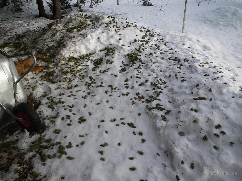 IMGP3071.JPG - Han där som kallas "Tallfjanten" gillar mer grankottar och skott. Ser riktigt skräpigt ut..