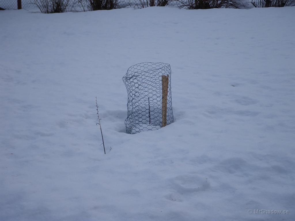 IMGP3072.JPG - Lilla lönnen som är instängd i nät, har nu tinat fram.