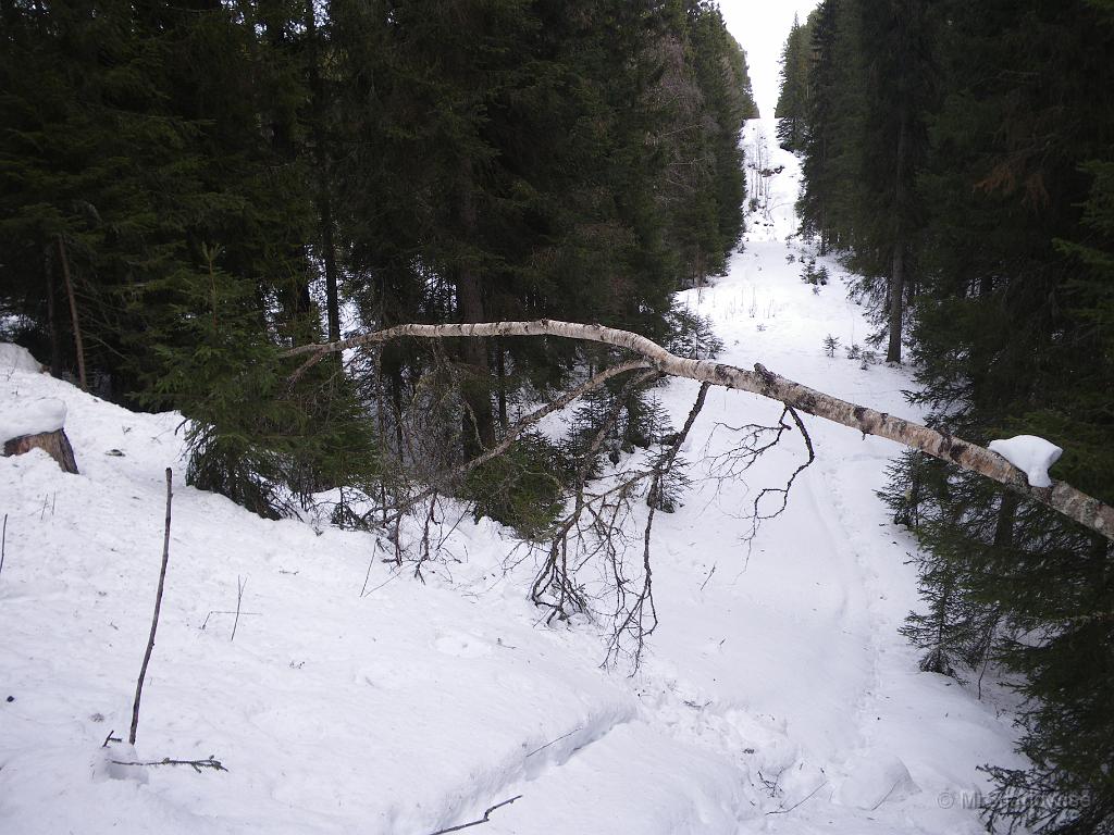 IMGP3075.JPG - 2010-03-14  På "fallande björken" ligger det liite snö kvar, men det försvinner nog snabbt när det är varmt om dagarna.