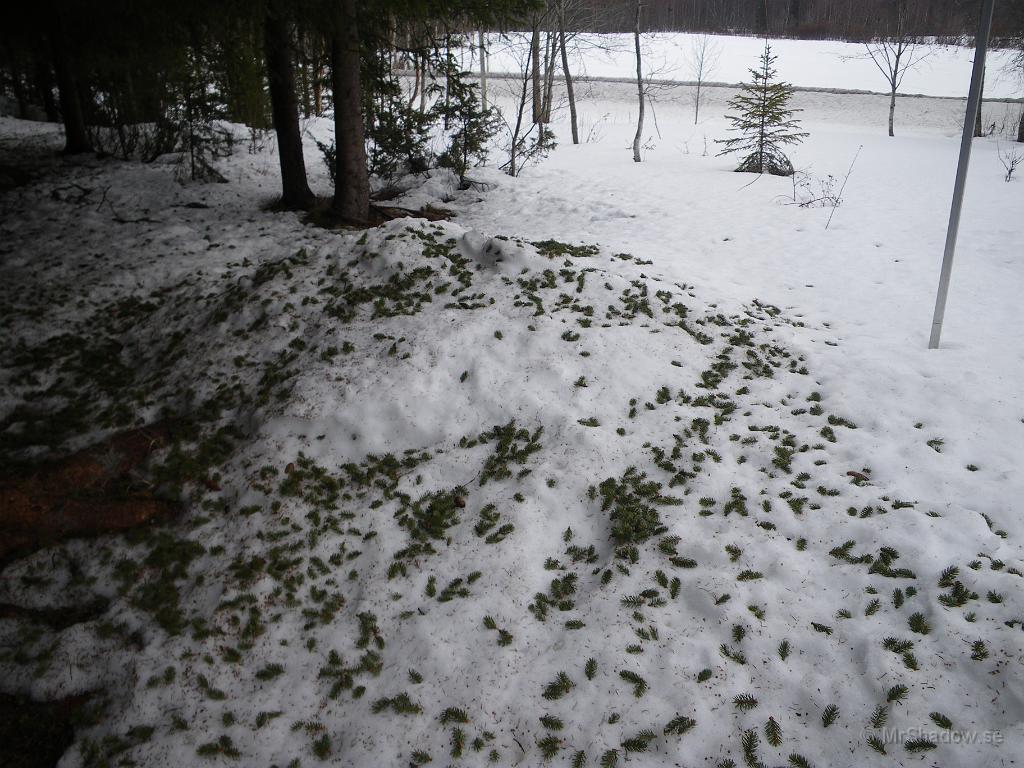 IMGP3084.JPG - Under granen vid vedbacken blir det bara skräpigare och skräpigare. Ekorren måste gilla den där granen..