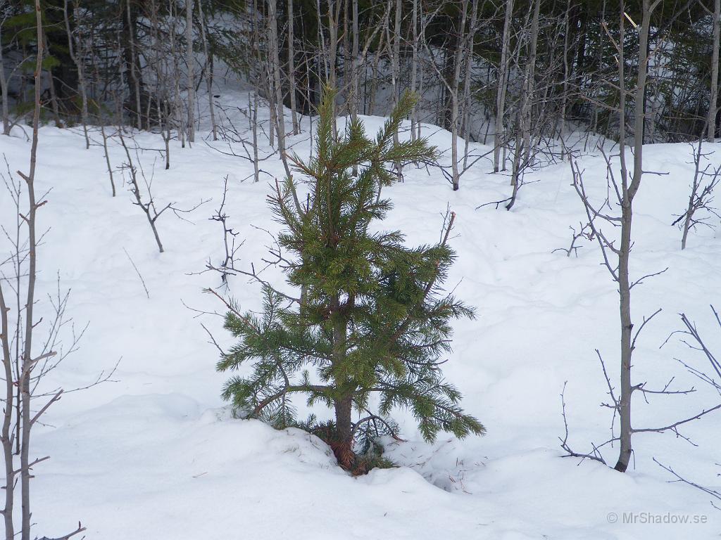 IMGP3087.JPG - "Betande älgen" har nog mumsat på den där tallen många gånger. Andra tallar med samma stamgrovlek, är minst tre gånger så höga.