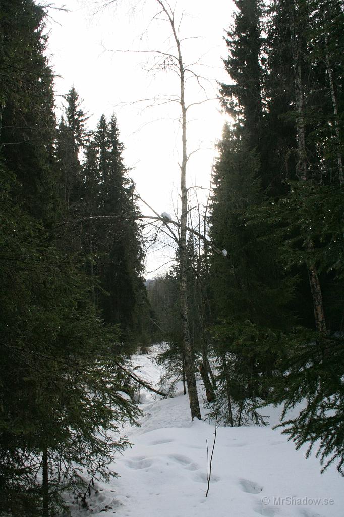 IMG_7272f.jpg - Solen hittar fram mellan träden vid Krondiket, straxt norr om boningshuset.