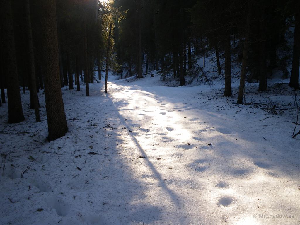 IMGP3163.JPG - Det var i vart fall vackert att gå omkring i skogen