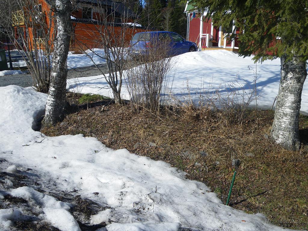 IMGP3169.JPG - Nere mot vägen så tittar rabatten fram, men inga blommor ännu.