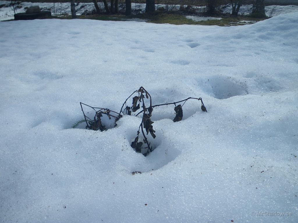 IMGP3181.JPG - 2010-04-10  Nu tittar mina rosor också fram genom snötäcket, men det är inte alls lika fina som när de försvann :(