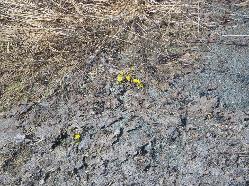 IMGP3191.JPG - Några tussilago tittar fram genom gammalgräs och grus.