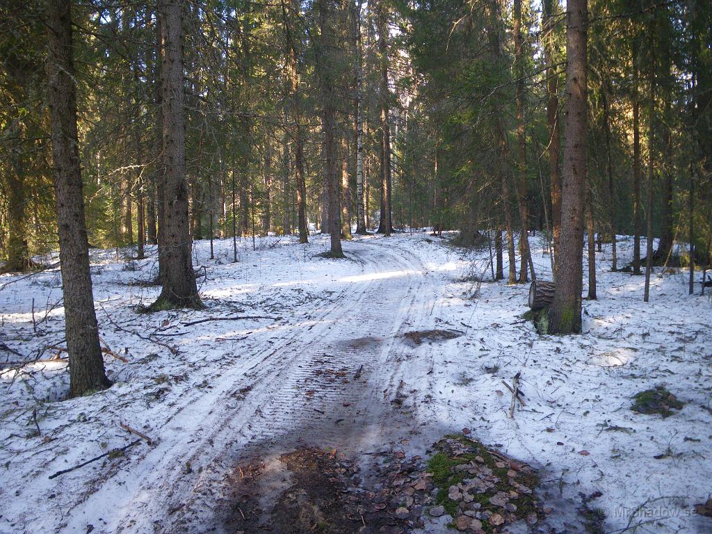 IMGP3196.JPG - Fortfarande så går det nog köra skoter efter leden, men snart är det kört... Fint ljus bland träden var det..