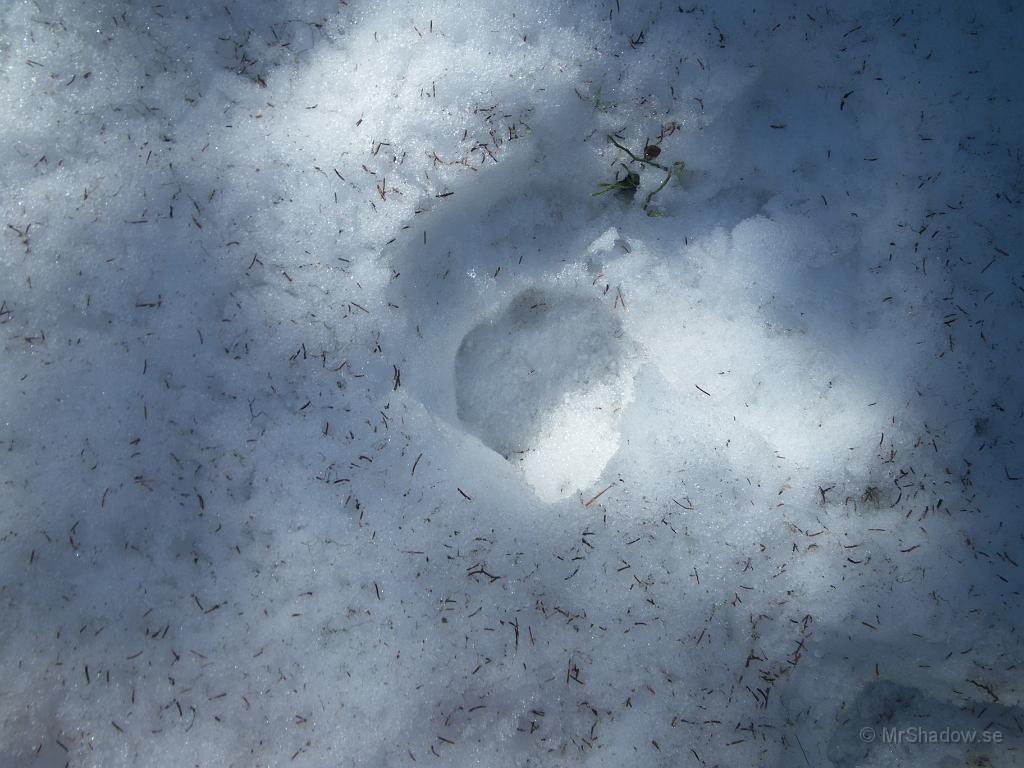 IMGP3260.JPG - Ute på en tur i skogen så hittade jag ett mystiskt spår, men naturen kan spela små spratt ibland..