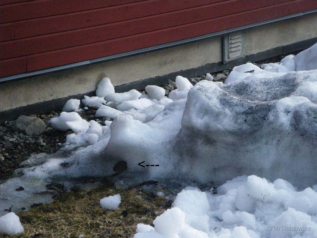IMGP3273.JPG - Lyckades få fast lite av hyresgästen på pixel..