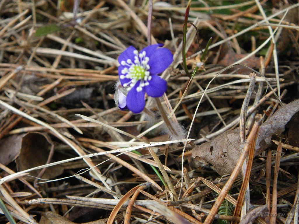 IMGP3290.JPG - 2010-04-30  Första blåsippan har hittats bakom elstolpen.