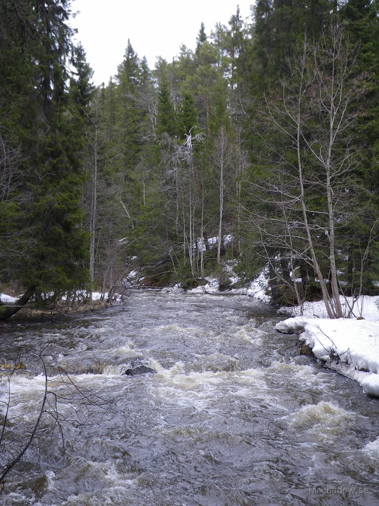 IMGP3294.jpg - Vad gröna granarna blev helt plötsligt..