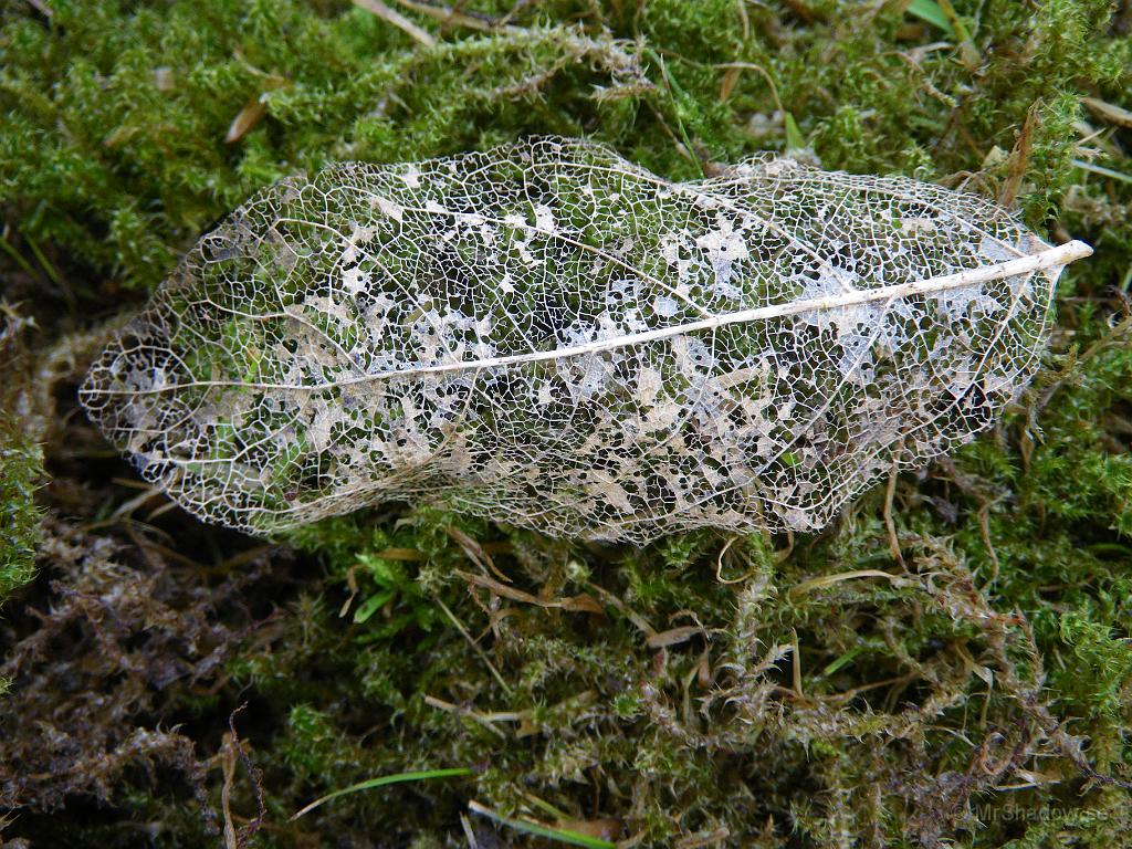 IMGP3299.JPG - Strukturen på ett fd. löv..