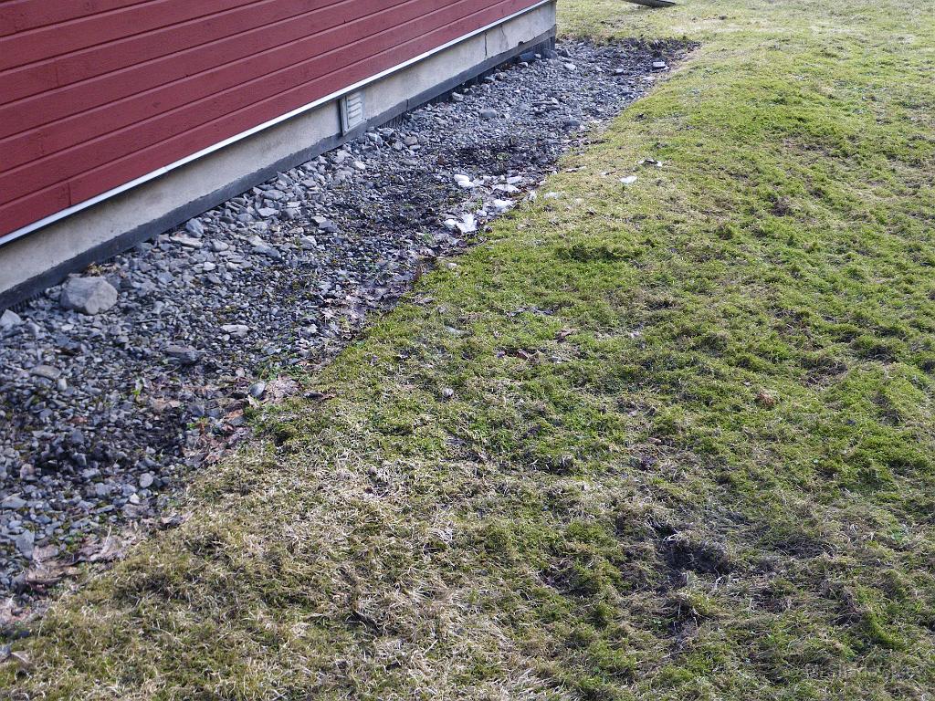 IMGP3307.JPG - Några pjuttiga kvadratdecimetrar med snö och is är det kvar.. Så syns ju spåren efter vinterns hyresgäst i mossmattan också...