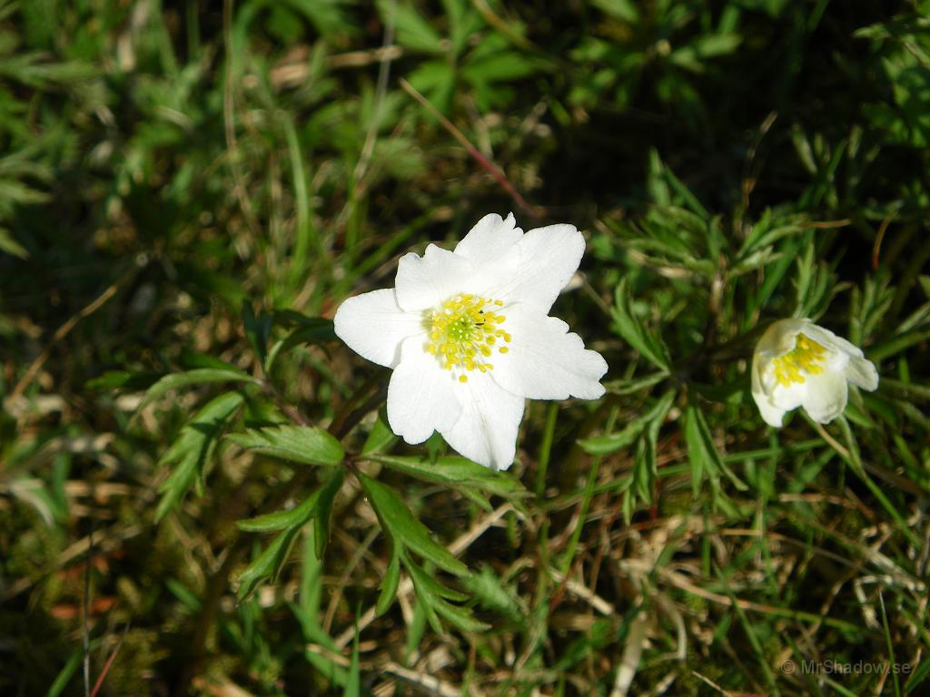 IMGP3333.JPG - Åter på Slåttet framöver eftermiddan så har några vitsippor slagit ut :-)