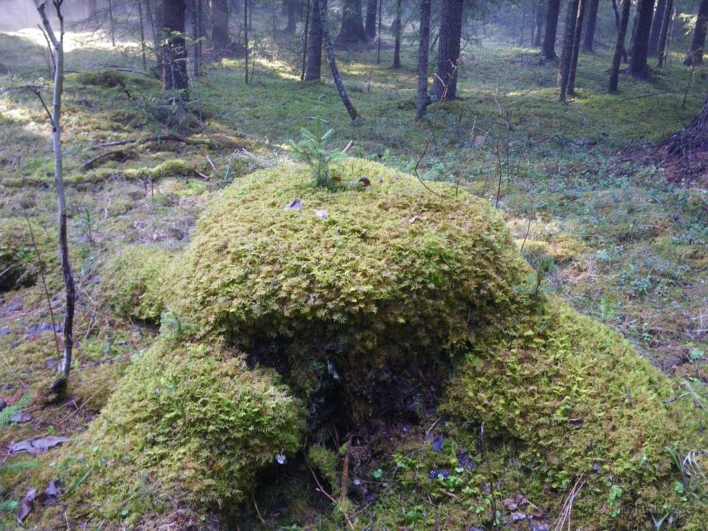 IMGP3338.JPG - Men mitt i allt ihopa så lyser solen lite på en stubbe.
