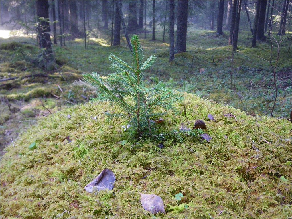 IMGP3339.JPG - Stubben håller på med föryngring, då det uppe på stubben växer en liten ny granplanta.