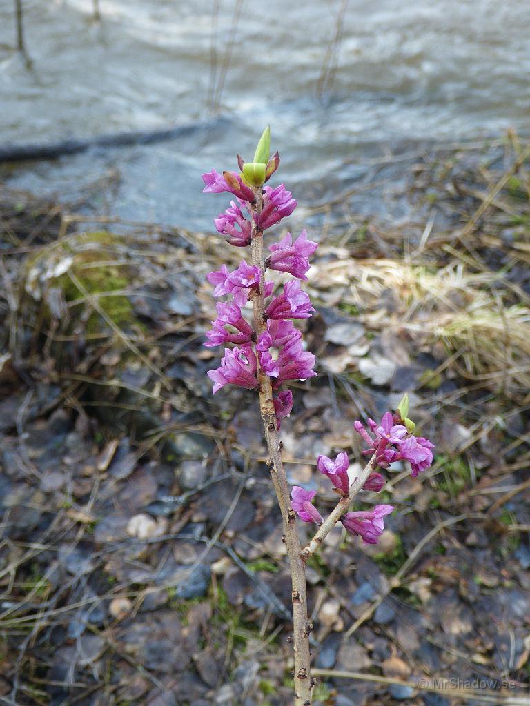IMGP3344.jpg - En vacker blomma på en buske vid åkanten..