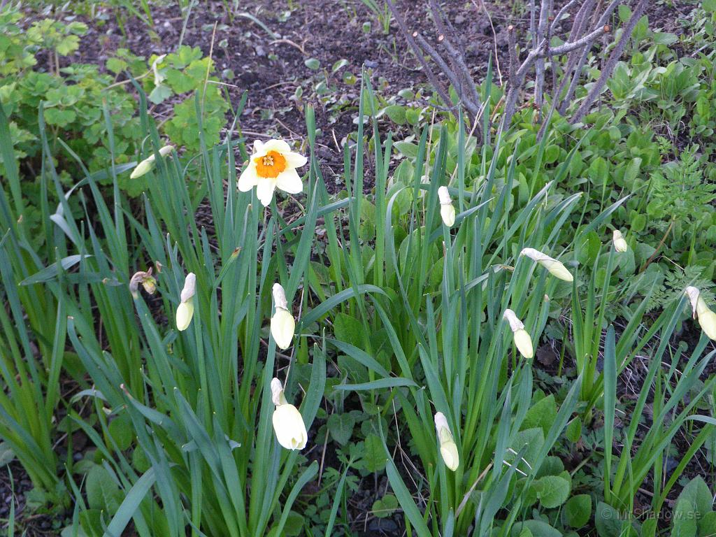 IMGP3366.JPG - Snart lär ju fler av dessa blommor slå ut..