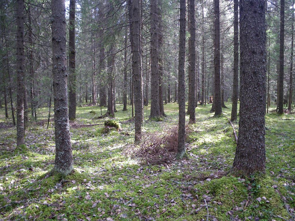 IMGP3422.JPG - Nu är det riktigt vackert i skogen. Ingen mygg heller ännu..