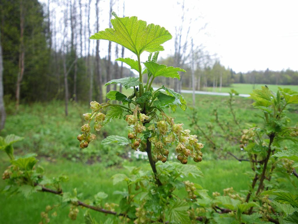 IMGP3453.JPG - Det ser ut att bli ett bra bärår... Får bara rödvinbärsbuskarna vara i fred för fåglar, så kommer dessa blommor att bli goda bär ;-)