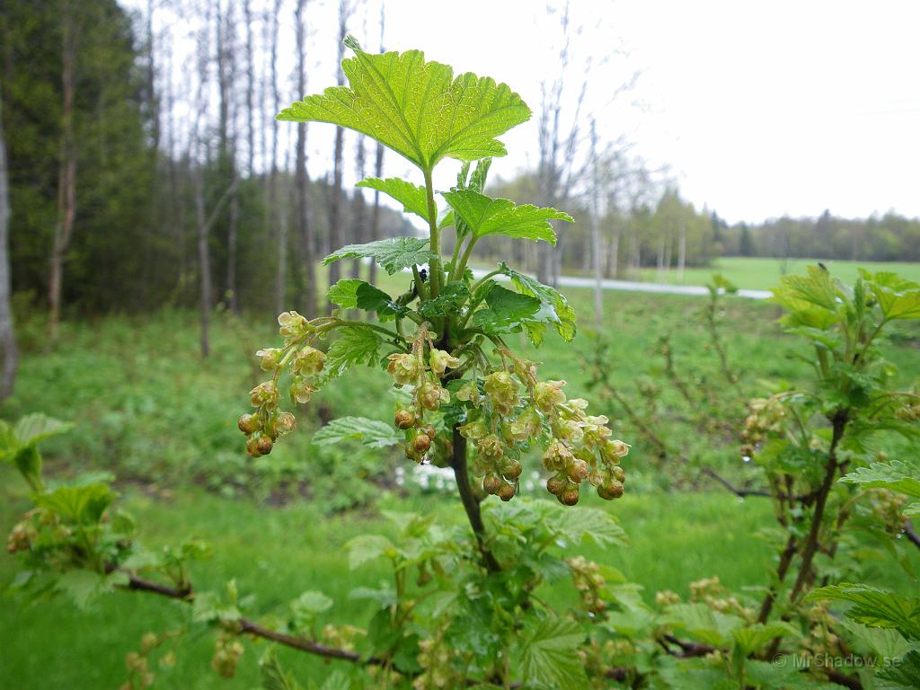 IMGP3453.JPG - Det ser ut att bli ett bra bärår... Får bara rödvinbärsbuskarna vara i fred för fåglar, så kommer dessa blommor att bli goda bär ;-)