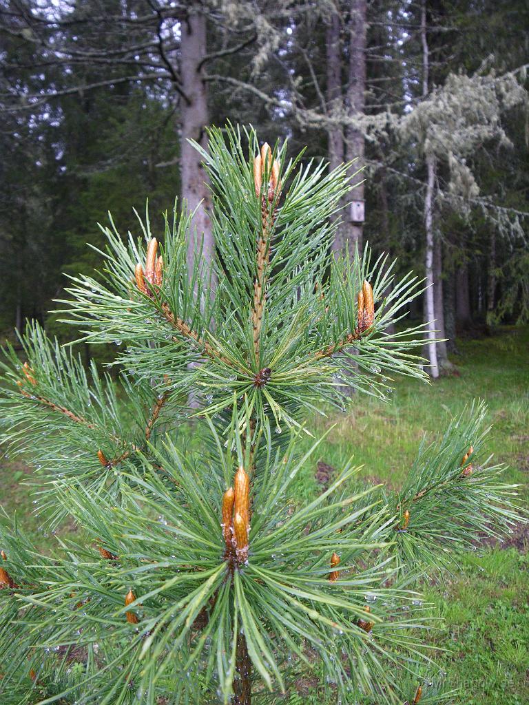 IMGP3457.jpg - Lilla tallen håller på och växer på sig. Undrar hur långa de där skotten kommer att bli ??