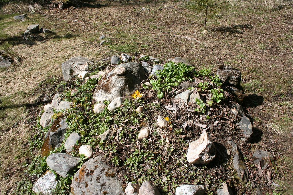 IMG_7334.JPG - Det börjar att blomma i planteringen i stenröset