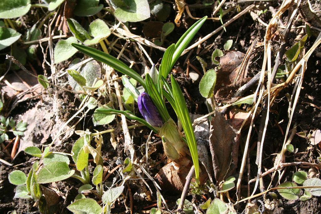 IMG_7336.JPG - Tror det där är en krokus, men lika kass på blommor som fåglar, så det kan ju va en tulipan också ;-)