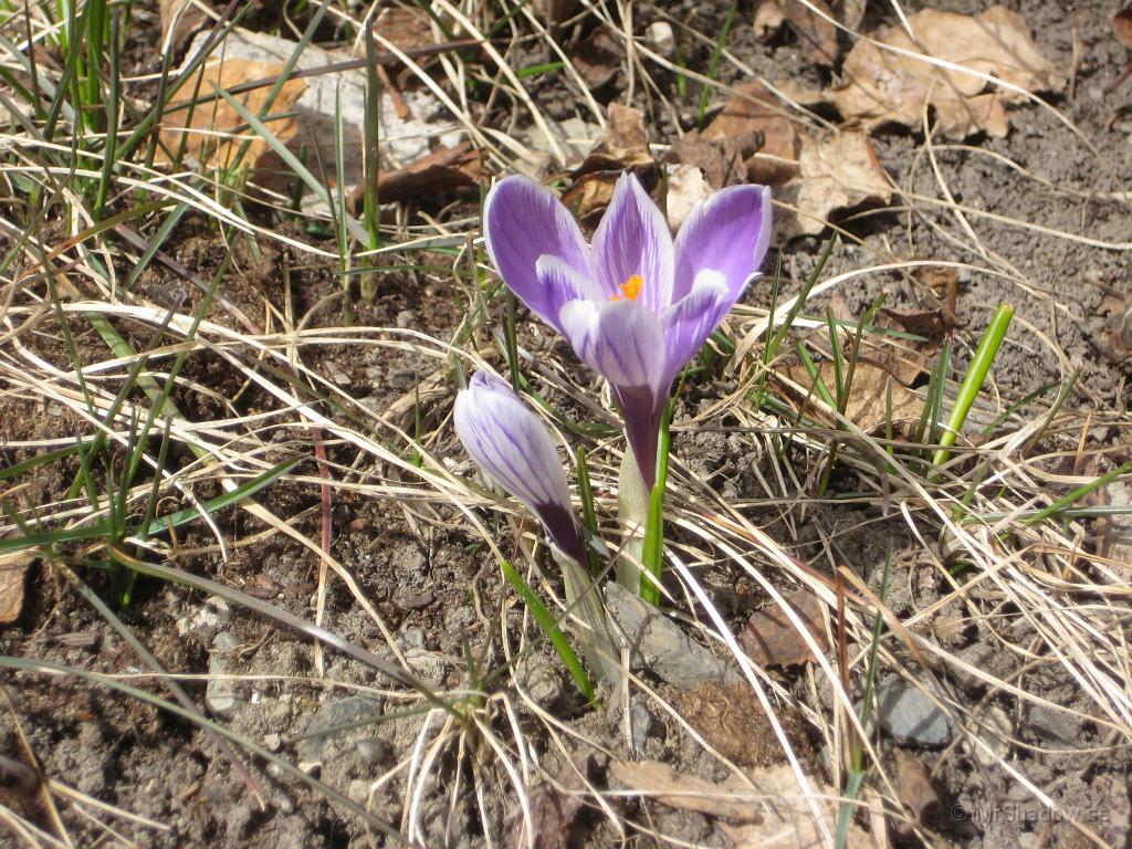 IX70_2706.JPG - En vårblomma..