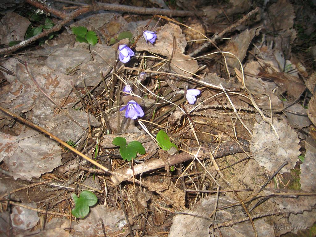 IX70_2716.JPG - Fler blommor i skogskanten.. Kanske blåsippor ?? Inte maskrosor i vart fall, tror jag ;-)