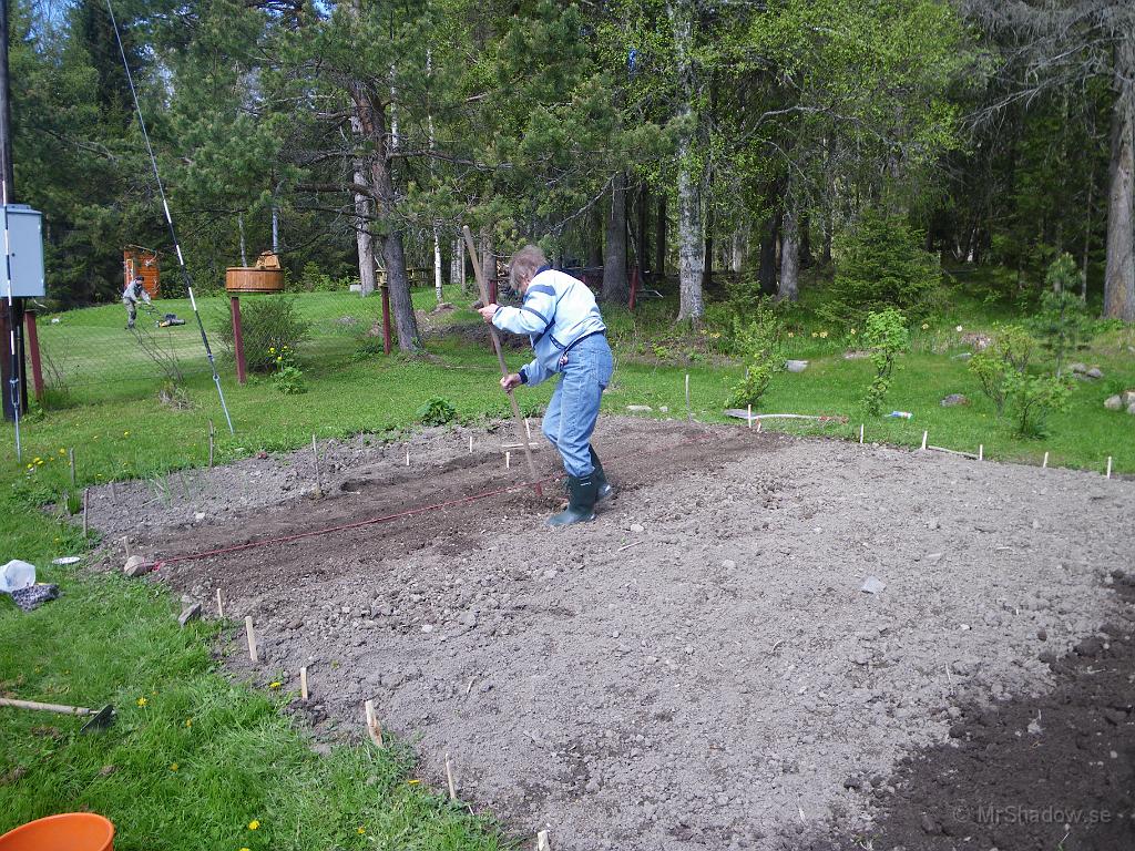 IMGP3536.JPG - Förutom potatis så skall man också så morötter, persilja, dill och sådan och det fixar farmor.