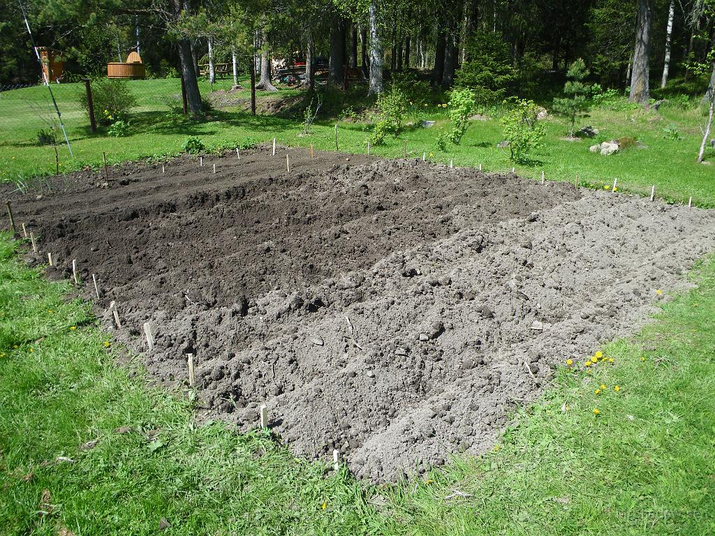 IMGP3540.JPG - Nu kan man kanske sätta sig på en pall och vänta på att det växer...