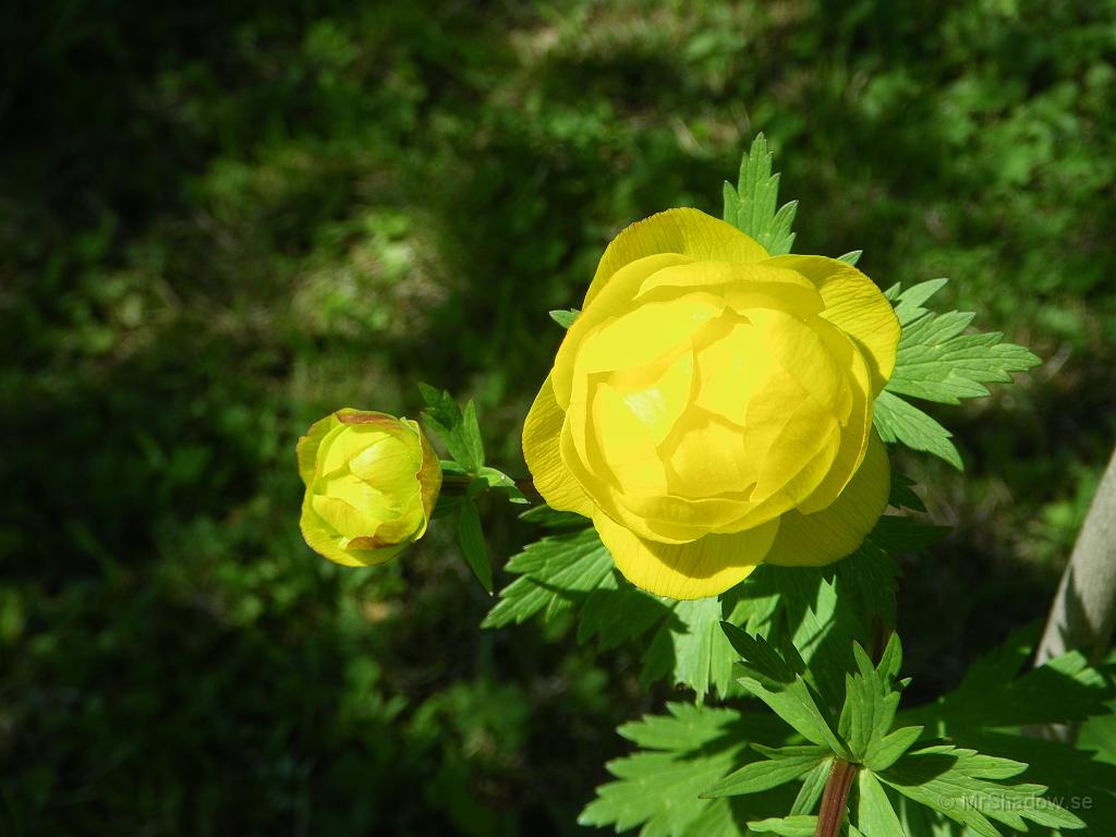 IMGP3542.JPG - Smörboll kallar jag de där blommorna, men de skall visst heta Valkulla..