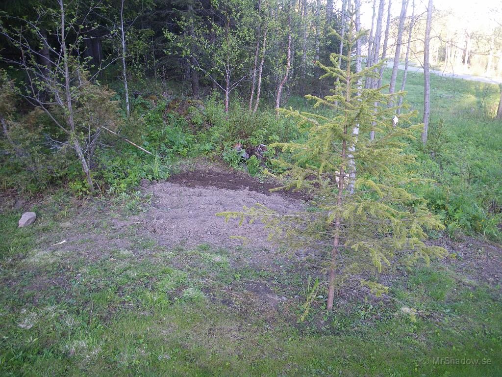 IMGP3543.JPG - Det blev lite sättpotatis över så det skulle sättas vid stubben..