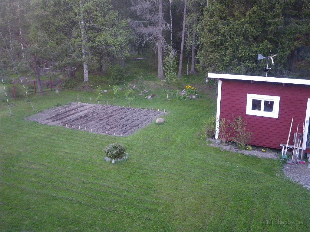 IMGP3546.JPG - Liten vy så man ser att peonen växer och trädgårdslandet är klart..