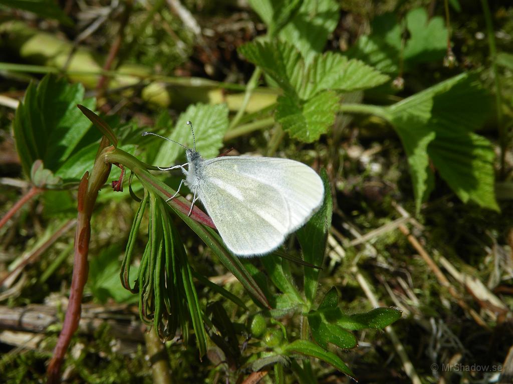 IMGP3550.JPG - 2010-06-06  Gillar egentligen inte flygfän, men kunde inte låta bli att plåta denna fjäril.