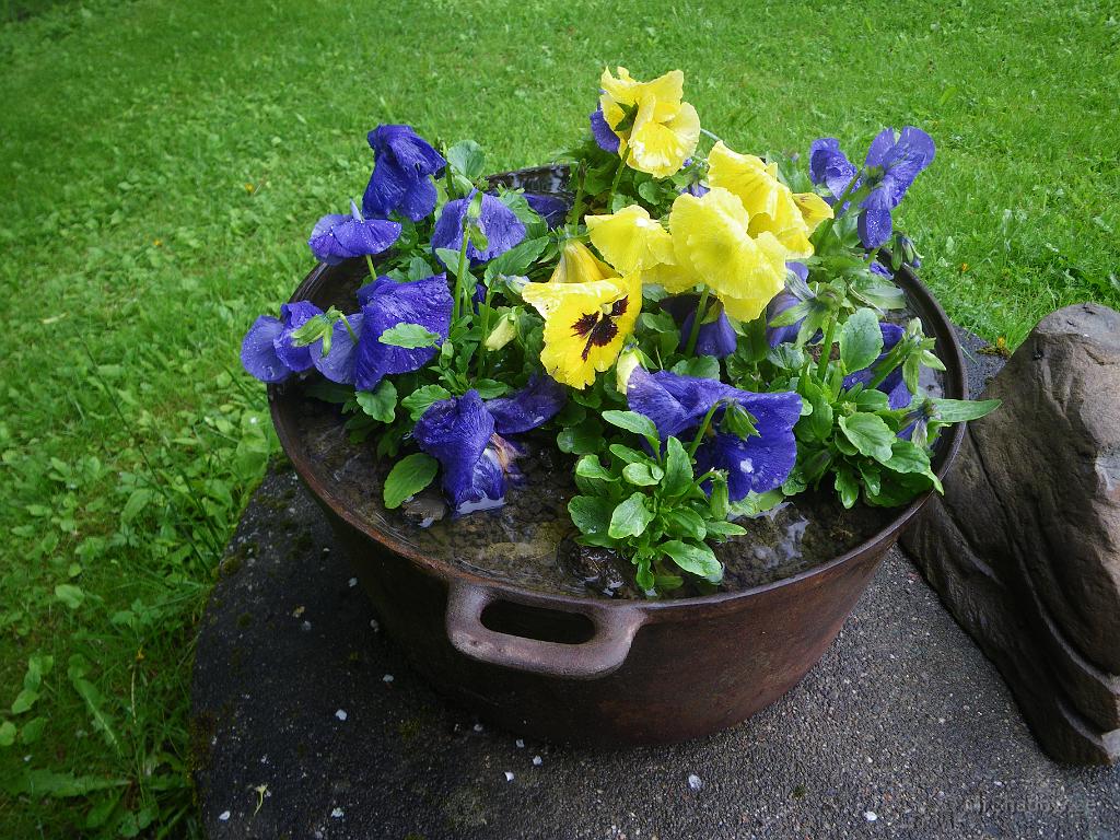 IMGP3621.JPG - Det ser ut som is i järnkitteln, men det är bara vatten...  Ingen drännering och då kan det bli rotblöta åt blommorna..