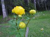 IMGP3557