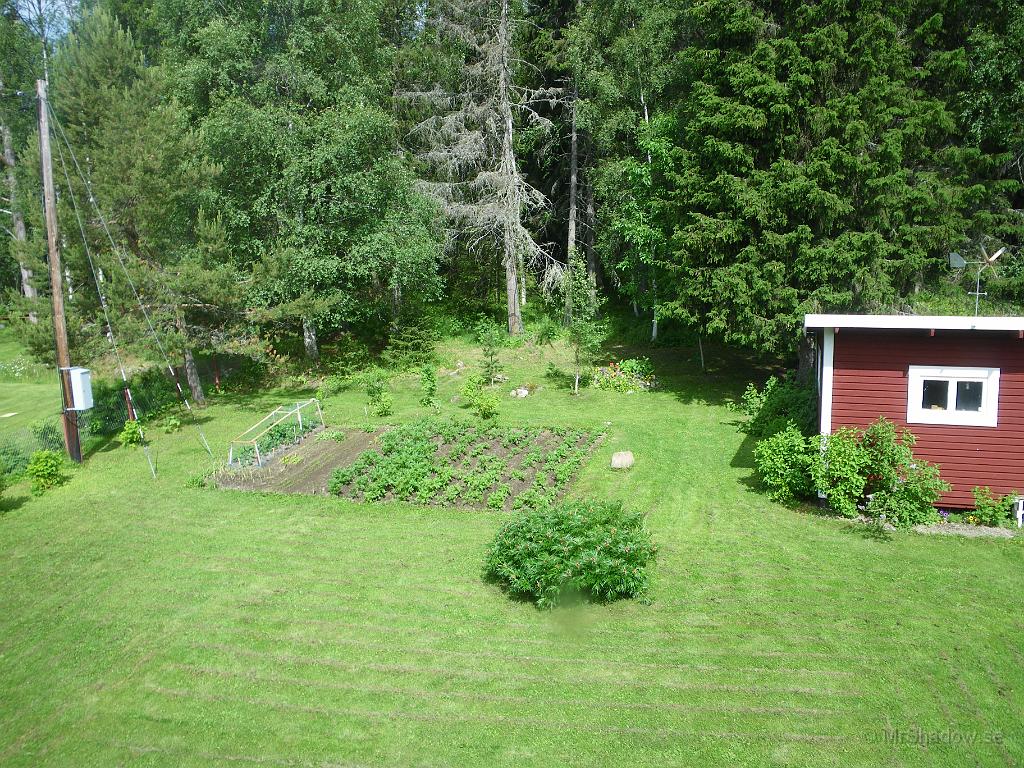 IMGP3781.JPG - 2010-07-11  Det ser ut att växa ordentligt i trädgårdslandet, men lite långsammare än vanligt.