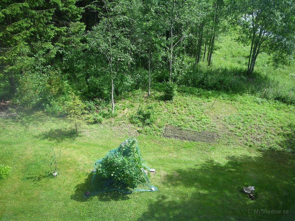IMGP3782.JPG - I "Svartlandet" växer det också