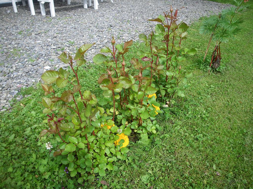 IMGP3853.JPG - Nu får vi se om rosorna utanför köksfönstret blir lika fina i år. ??
