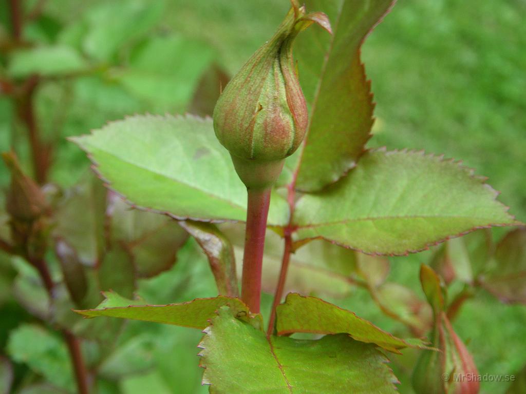 IMGP3854.JPG - En fin rosenknopp är i vart fall dokumenterad