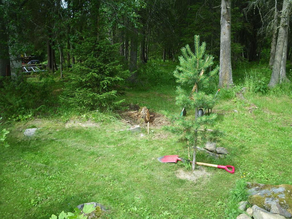 IMGP3855.JPG - Det är lite besvärligt med myror på en del ställen och därför så skall potentiella myrstakar bort..