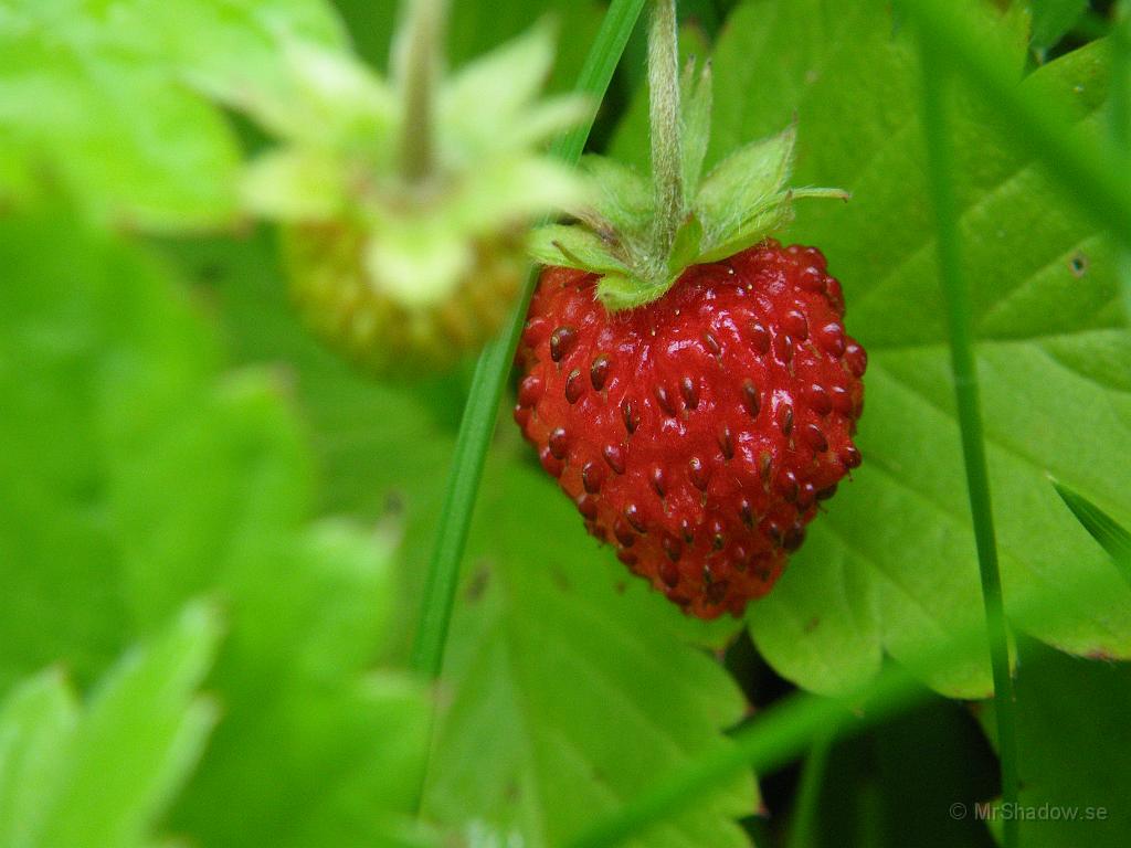 IMGP3904.JPG - Ett smultronär också färdigmoget i plantagen.
