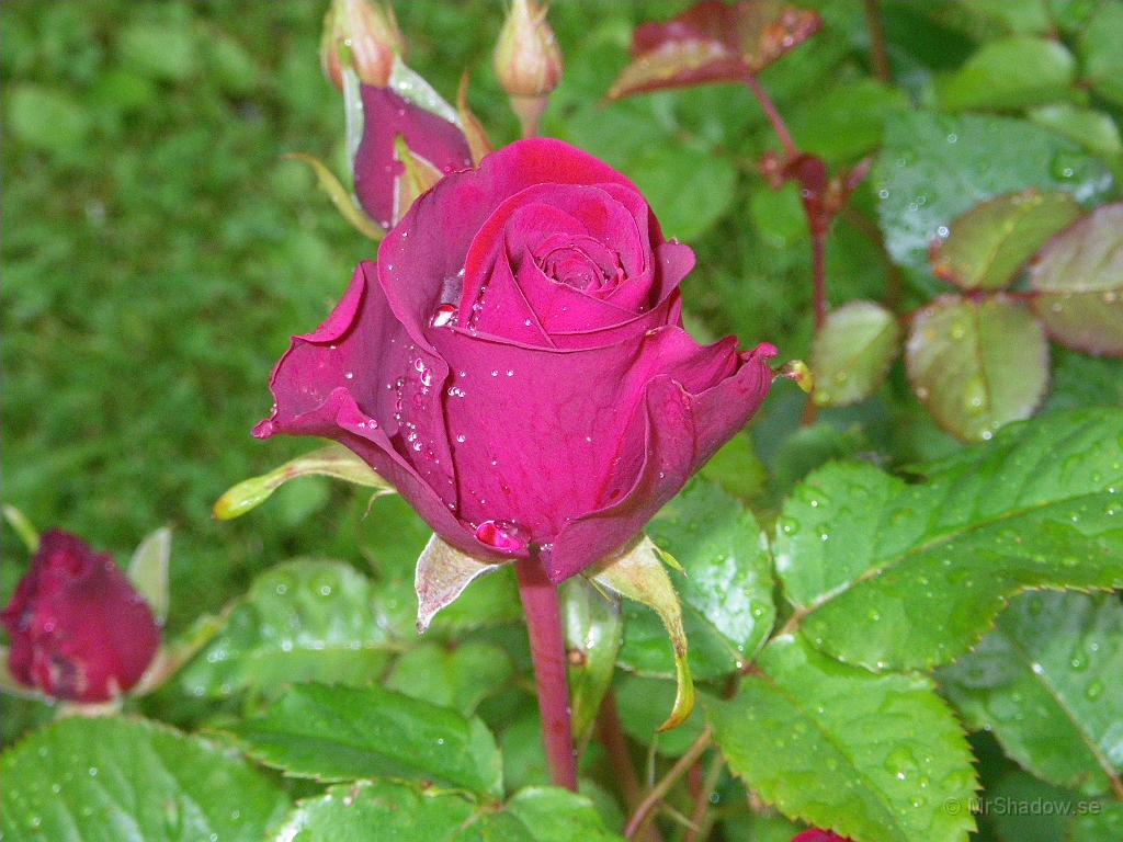 IMGP4003.JPG - 2010-08-06  Nu börjar det blomma utanför köksfönstret..