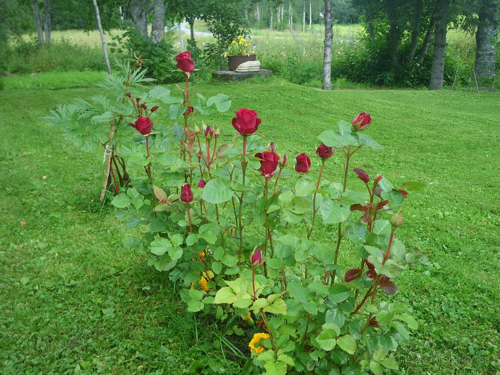 IMGP4006.JPG - Roligare att studera rosorna än rensa ogräs.