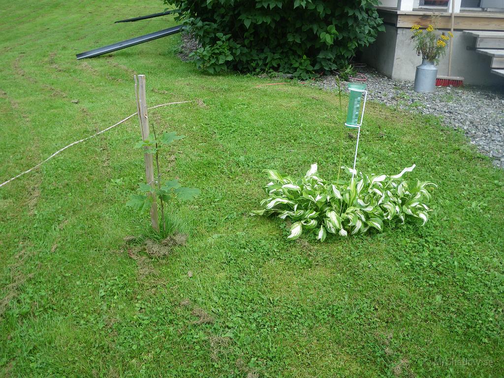 IMGP4018.JPG - Lite väl grönt, men kanske blir det en lönn där om några år.