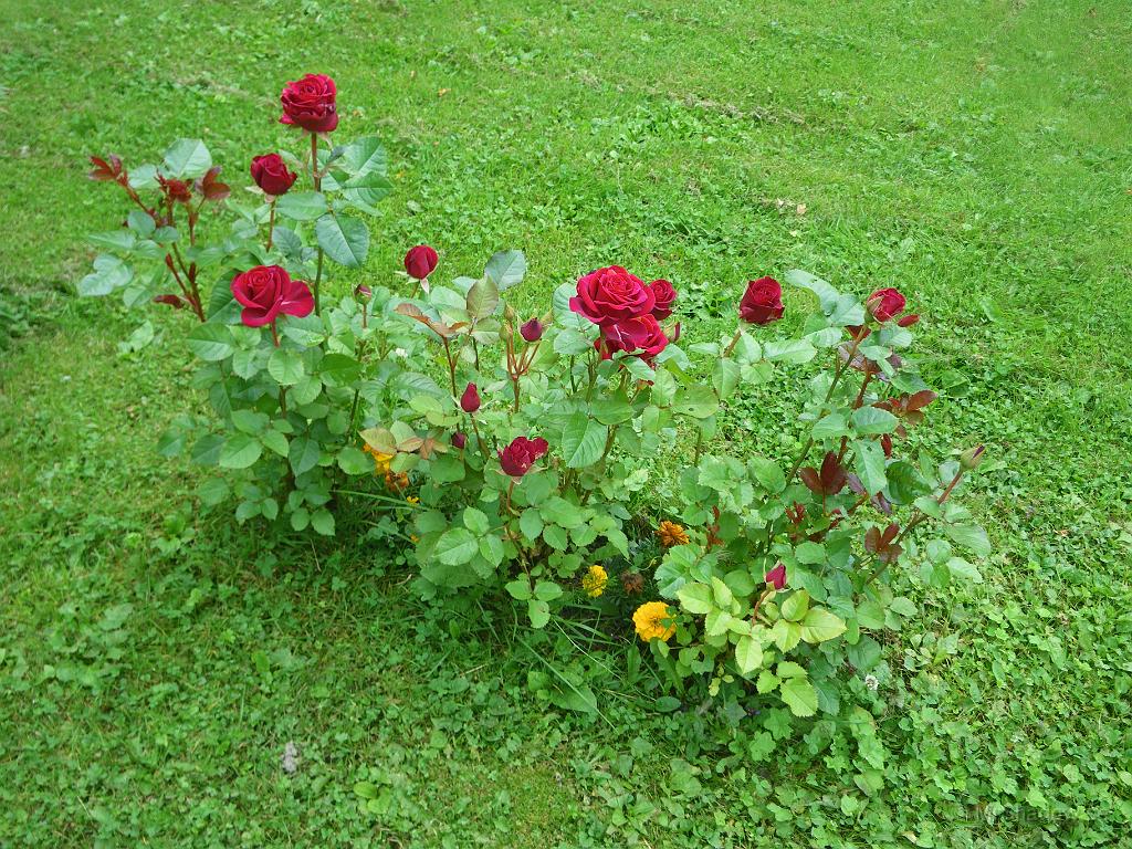IMGP4019.JPG - Rosorna är mycket finare i år än förra året.