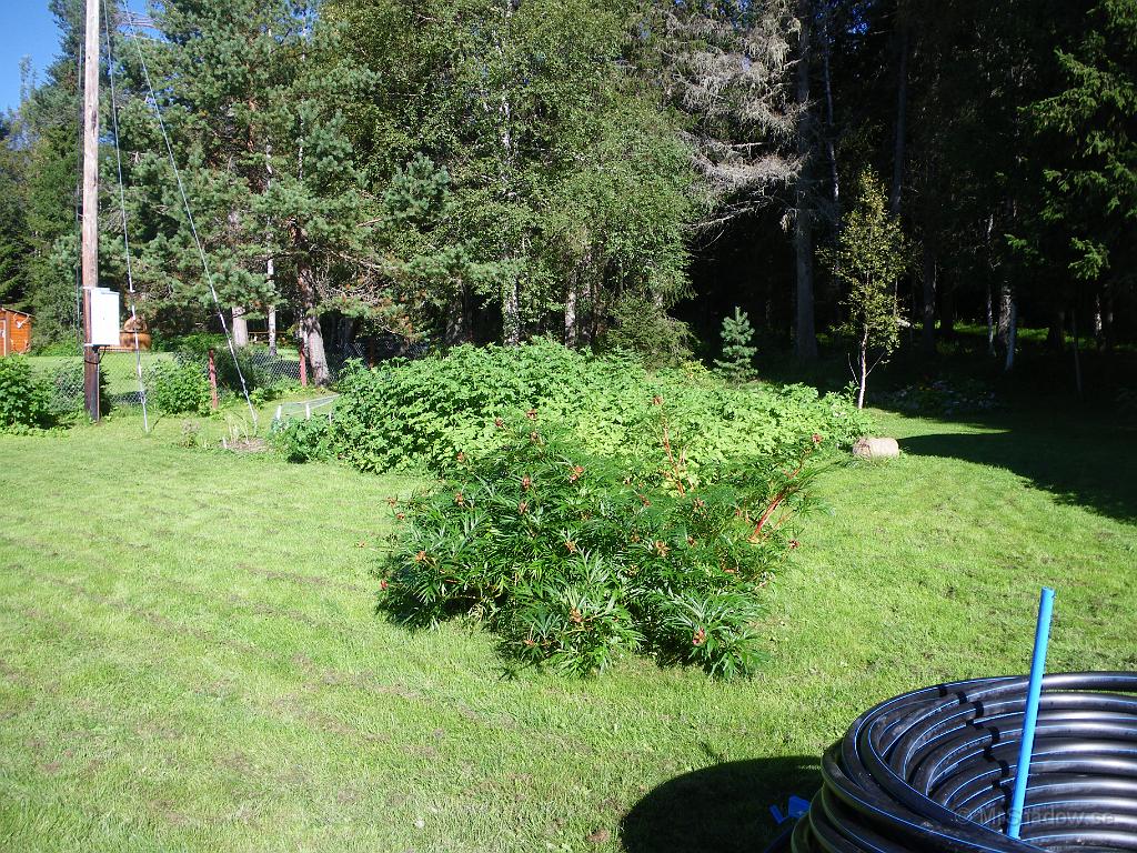 IMGP4084.JPG - Liten överblick mot trädgårdslandet och kvar står slangvindan för vattenslangen.