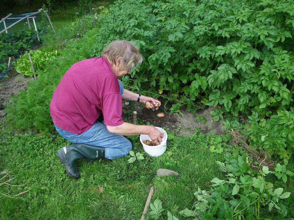 IMGP4112.JPG - Parkförvaltningen plockar en liten hink för provsmakning.
